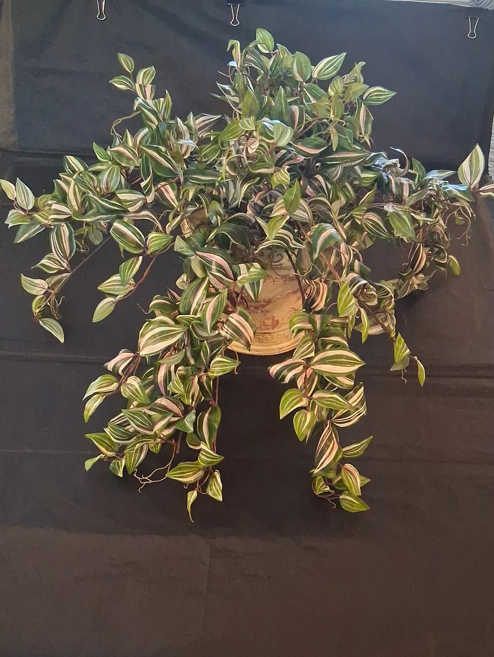 Artificial Variegated Tradescantia Wandering Jew Potted Hanging Plant